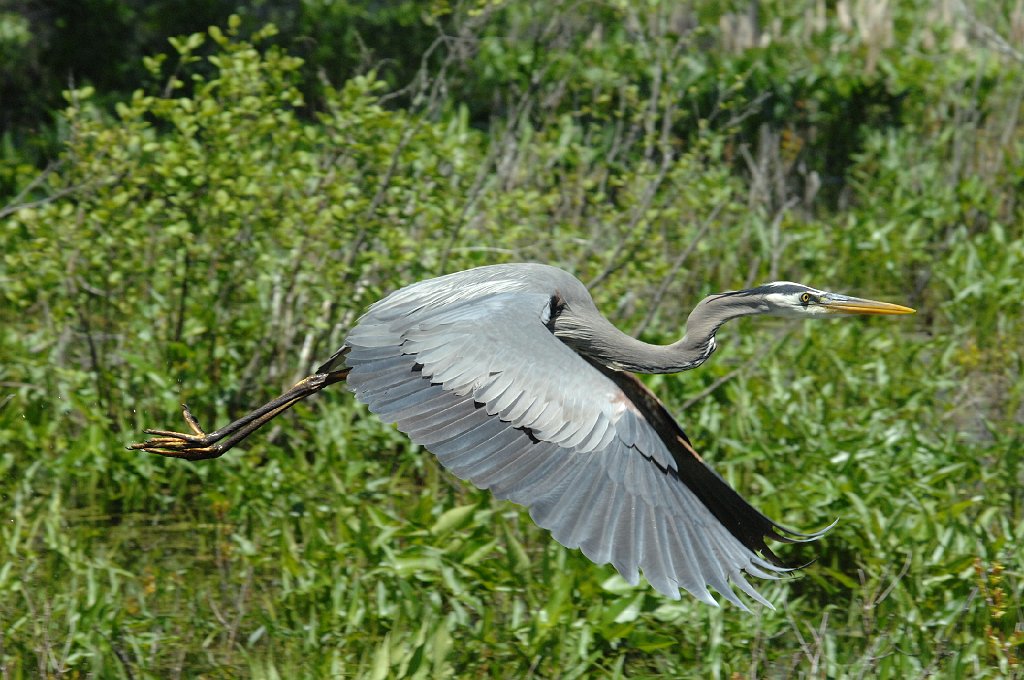 Heron, Great Blue, 2012-05125882 Broadmoor Wildlife Sanctuary, MA.JPG - Great Blue Heron. Broadmoor Wildlife Sanctuary, Natick, MA, 5-12-2012